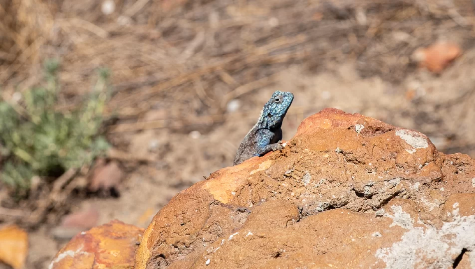 Reptile