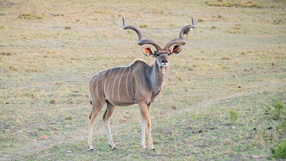 Kudu